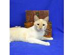 Charlie, Siamese For Adoption In Roanoke, Texas