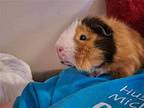 Holly And Fitz, Guinea Pig For Adoption In Monrovia, Maryland