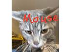 Mouse, Tabby For Adoption In Inez, Kentucky