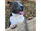 Jay, Staffordshire Bull Terrier For Adoption In Marietta, Georgia