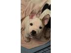 Hubert, American Pit Bull Terrier For Adoption In Germantown, Ohio