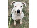 Noodles, American Pit Bull Terrier For Adoption In San Antonio, Texas