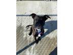 Tempe, American Pit Bull Terrier For Adoption In Aberdeen, South Dakota