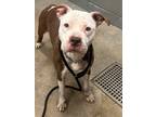 Smooches 4, American Pit Bull Terrier For Adoption In Cleveland, Ohio