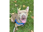 Smokey V (foster), American Pit Bull Terrier For Adoption In Cleveland, Ohio