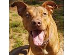 Asha, Terrier (unknown Type, Medium) For Adoption In Hamilton, Georgia