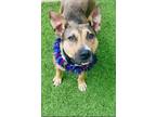 Constellation, American Staffordshire Terrier For Adoption In San Antonio, Texas