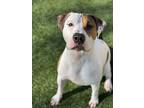 Baby Huey, American Pit Bull Terrier For Adoption In Vernon Hills, Illinois