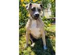 Mia, American Staffordshire Terrier For Adoption In San Antonio, Texas