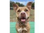 Pita, American Staffordshire Terrier For Adoption In San Antonio, Texas
