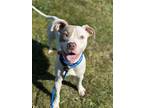 Finn Vi (foster), American Pit Bull Terrier For Adoption In Cleveland, Ohio