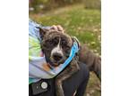 Klondike Ii (foster), American Pit Bull Terrier For Adoption In Cleveland, Ohio