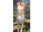 Hazel, American Staffordshire Terrier For Adoption In San Antonio, Texas