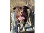 Duncan V 10, American Pit Bull Terrier For Adoption In Cleveland, Ohio