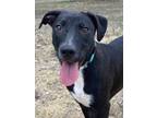 Mckinney, Labrador Retriever For Adoption In San Antonio, Texas