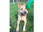 Baron, American Staffordshire Terrier For Adoption In San Antonio, Texas