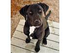 Tulip, Labrador Retriever For Adoption In Wynne, Arkansas