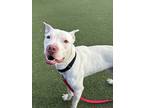 Alabaster Ii 26, American Pit Bull Terrier For Adoption In Cleveland, Ohio