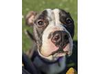 Hutch 58, American Pit Bull Terrier For Adoption In Cleveland, Ohio