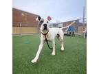 Polar 40, American Pit Bull Terrier For Adoption In Cleveland, Ohio