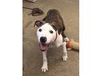 Calder 135, American Pit Bull Terrier For Adoption In Cleveland, Ohio