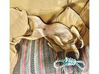 Wallace, American Pit Bull Terrier For Adoption In La Grange, Illinois