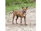 Everly, Terrier (unknown Type, Medium) For Adoption In Wynne, Arkansas