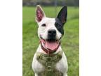 Bayle, American Pit Bull Terrier For Adoption In San Antonio, Texas