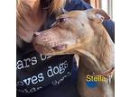 Stella, American Pit Bull Terrier For Adoption In Binghamton, New York