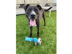 Blue, Terrier (unknown Type, Small) For Adoption In Wantagh, New York
