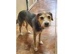 Ranger, Terrier (unknown Type, Medium) For Adoption In Amarillo, Texas