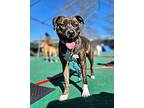 Princessa, American Pit Bull Terrier For Adoption In Plymouth, Massachusetts