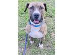 Raggedy Andy, American Pit Bull Terrier For Adoption In San Antonio, Texas