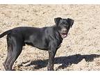 Tink Tink, Labrador Retriever For Adoption In Wynne, Arkansas