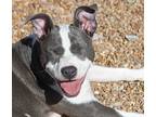 Kodi, Terrier (unknown Type, Medium) For Adoption In Wynne, Arkansas