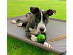 Douglas, American Pit Bull Terrier For Adoption In Plymouth, Massachusetts