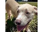Kipp, American Pit Bull Terrier For Adoption In Plymouth, Massachusetts