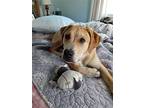 Marlo, Labrador Retriever For Adoption In Binghamton, New York