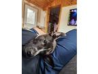 Rocky, Labrador Retriever For Adoption In Binghamton, New York