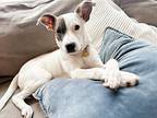 Greta, American Pit Bull Terrier For Adoption In La Grange, Illinois