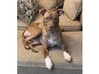 Katie Vii (foster), American Pit Bull Terrier For Adoption In Cleveland, Ohio