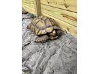 Bowser, Tortoise For Adoption In Labelle, Florida