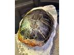 Karai, Turtle - Water For Adoption In Novato, California