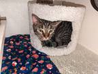 Freddie Mac, Domestic Shorthair For Adoption In West Bloomfield, Michigan