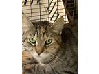 Winnie, Domestic Shorthair For Adoption In Pottsville, Pennsylvania