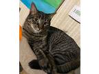 Connor, Domestic Shorthair For Adoption In Brainerd, Minnesota