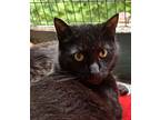 Mumby, Domestic Shorthair For Adoption In Pottsville, Pennsylvania