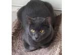 Blessing, Domestic Shorthair For Adoption In Kensington, Maryland