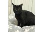 Donavan, Domestic Shorthair For Adoption In Pottsville, Pennsylvania