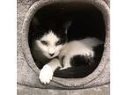 Patches, Domestic Shorthair For Adoption In Pottsville, Pennsylvania